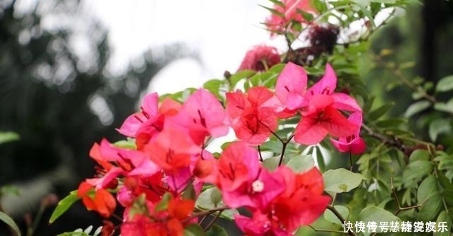 三角梅口味重,爱喝这种水,花开不停歇,非常漂亮