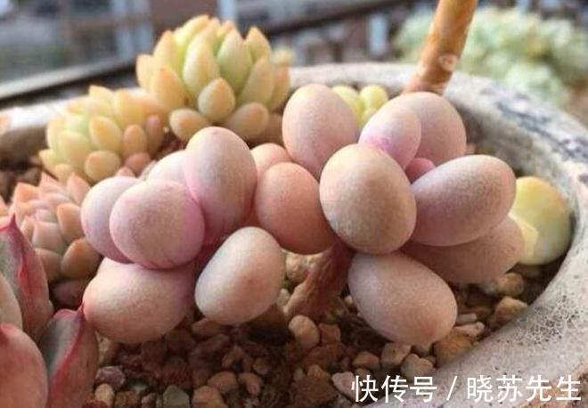 多肉桃蛋有哪些养护技巧,还需要注意哪些事项