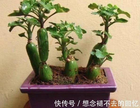 黄瓜|大姐上山溜达,无意捡到几根”黄瓜“,种院子几个月后,惊喜来了