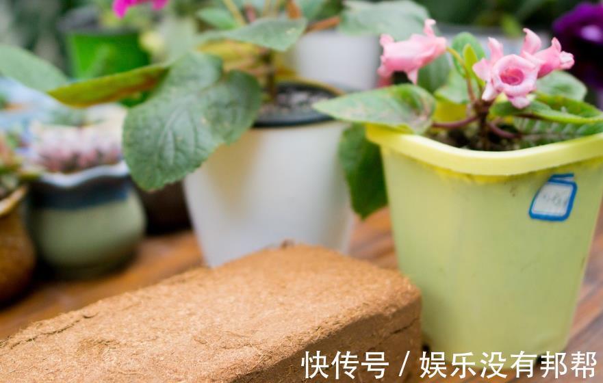 松针土|养花学会自己配土,省钱而且更肥沃,不论种什么花都能养得好