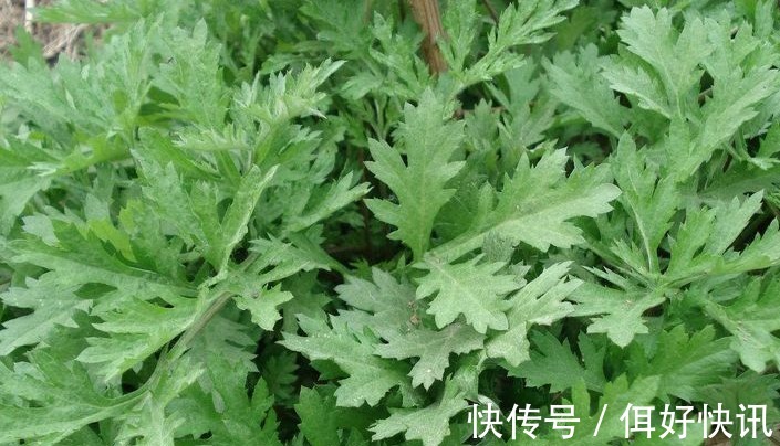 好处|艾叶,头皮上抹一抹,好处立即找上门,赶快分享给家人