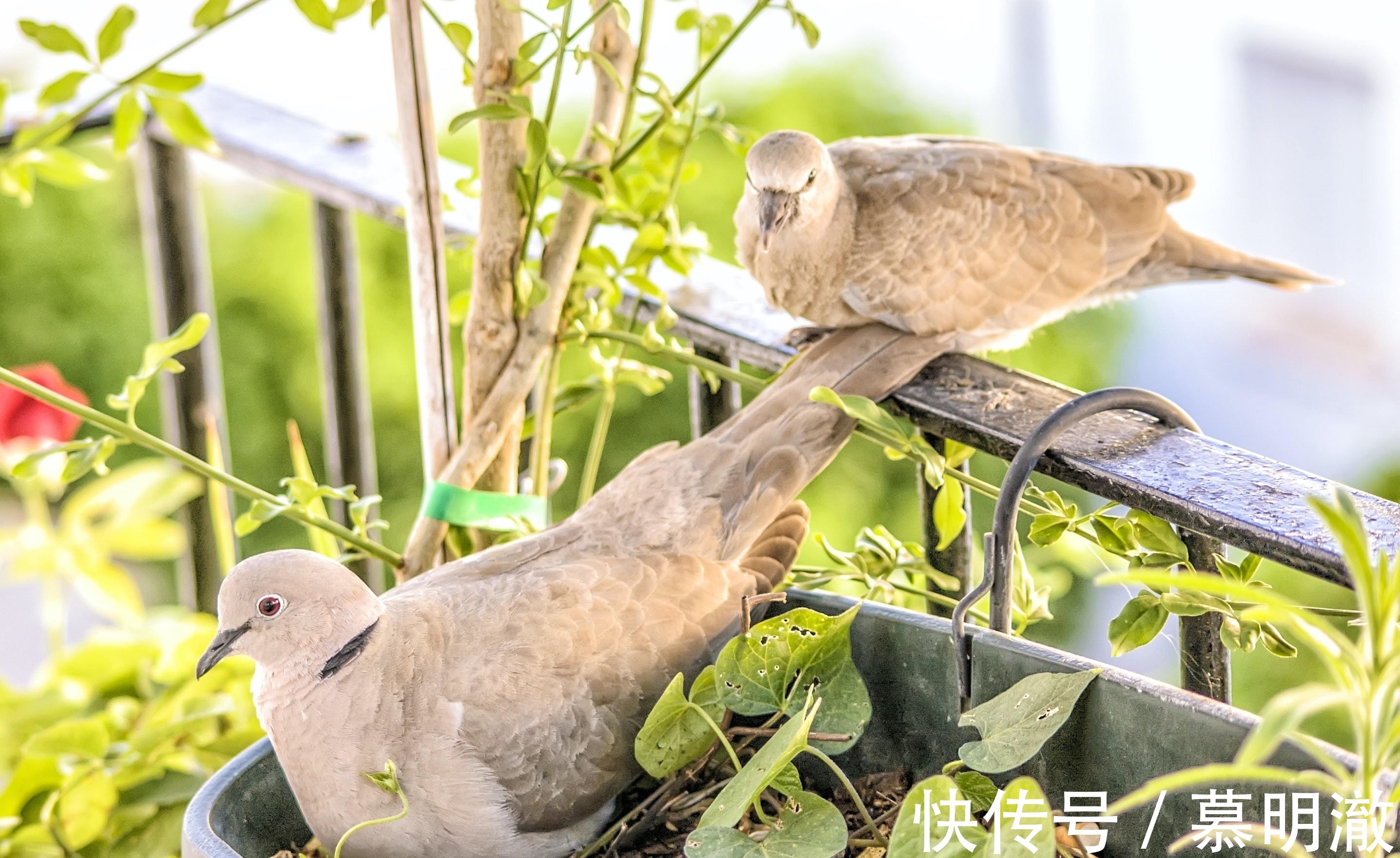 生肖|南渝先生：命里贵人多的生肖