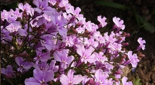 花友会|换盆的旧土里放点这个小东西,没想到变得比新土还要肥沃