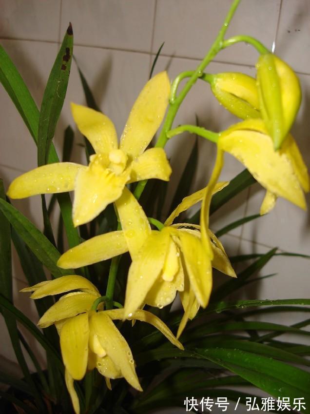 兰花|毫无杂色的兰花,花开金黄,香味浓郁,四季开花