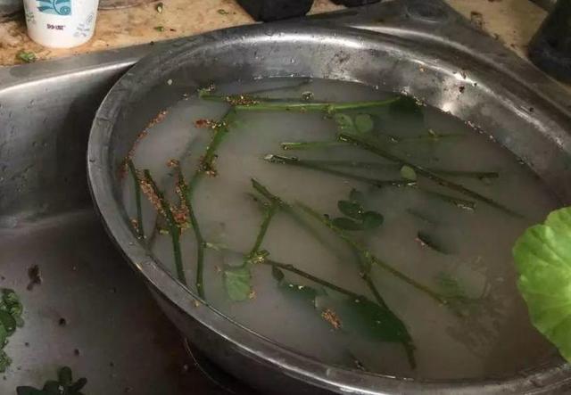 原来这些花开完后，把枝条剪下来插土里就能生根，一盆变多盆