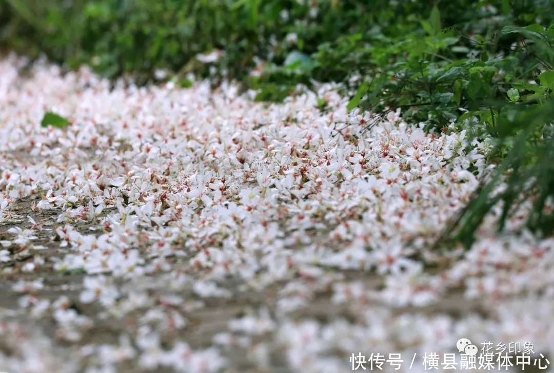 人间四月芳菲尽，梧桐花开正当时