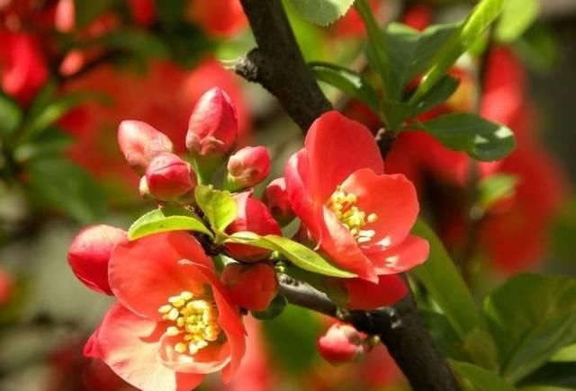 家里有小孩不要养这种花,全身都有毒,别怪我没提醒你