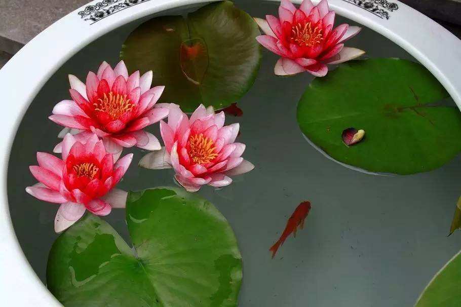 在家里怎么养睡莲一个破盆就够了,开花比头还大!