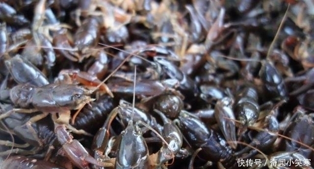 大头虾|它被错认为是小龙虾,却无人愿意买,最终被懂行的大叔全包了