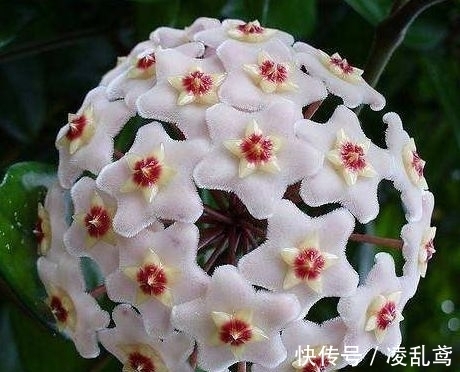 长春花|此款花卉便宜又好养,沾点水就疯长,开花勤还爱爆盆,美