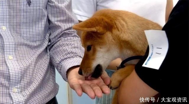 狗狗大便带血是怎么回事 狗狗大便带血是怎么回事