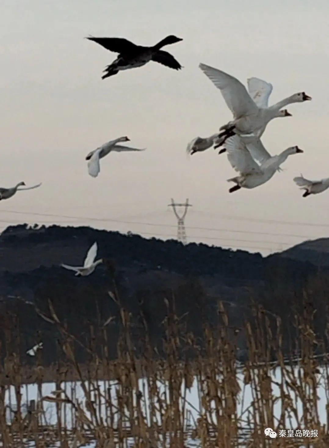 雁群|秦皇岛发生神奇和谐一幕：雁带鹅飞！