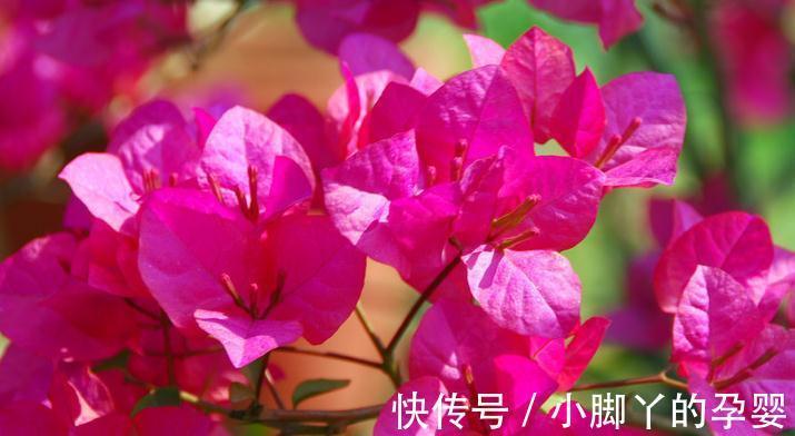 三角梅播种繁殖太麻烦,不如拿点枝条来扦插,学会这6点成活率高