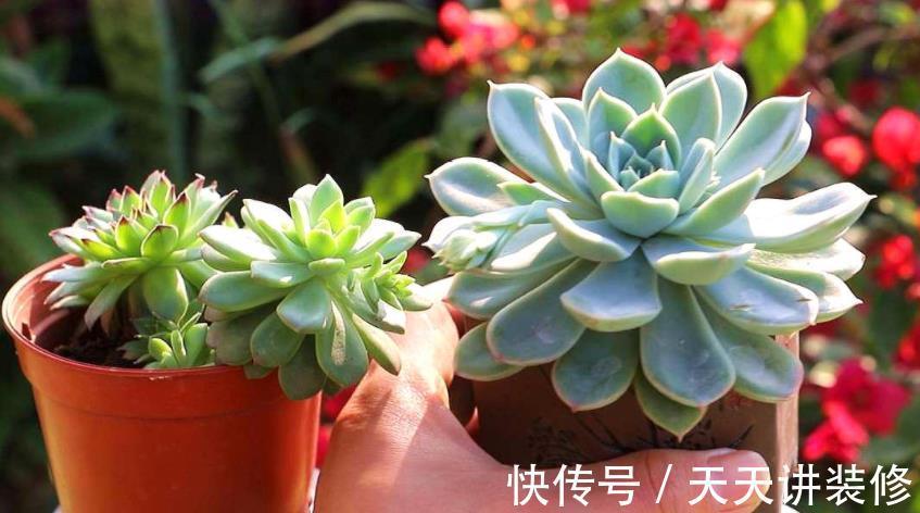 土壤|盆栽养殖多肉,天热更该旱养,不然烂根问题多