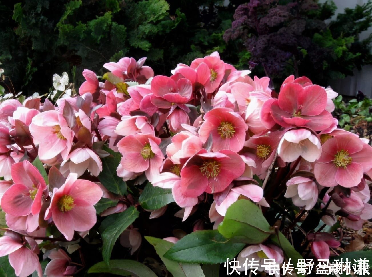 名字不好听,花朵很鲜艳,知道的花友不多,你认识吗?