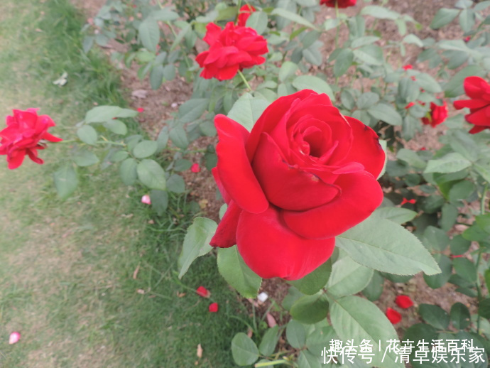 花花|喜欢菊花,不如养盆“精品玫瑰”梅朗口红,似烈焰红唇,红的纯正