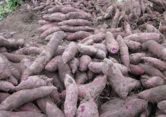 食材|吃饱了减肥也能行,4种“越吃越瘦”的食材,味道好还减肥