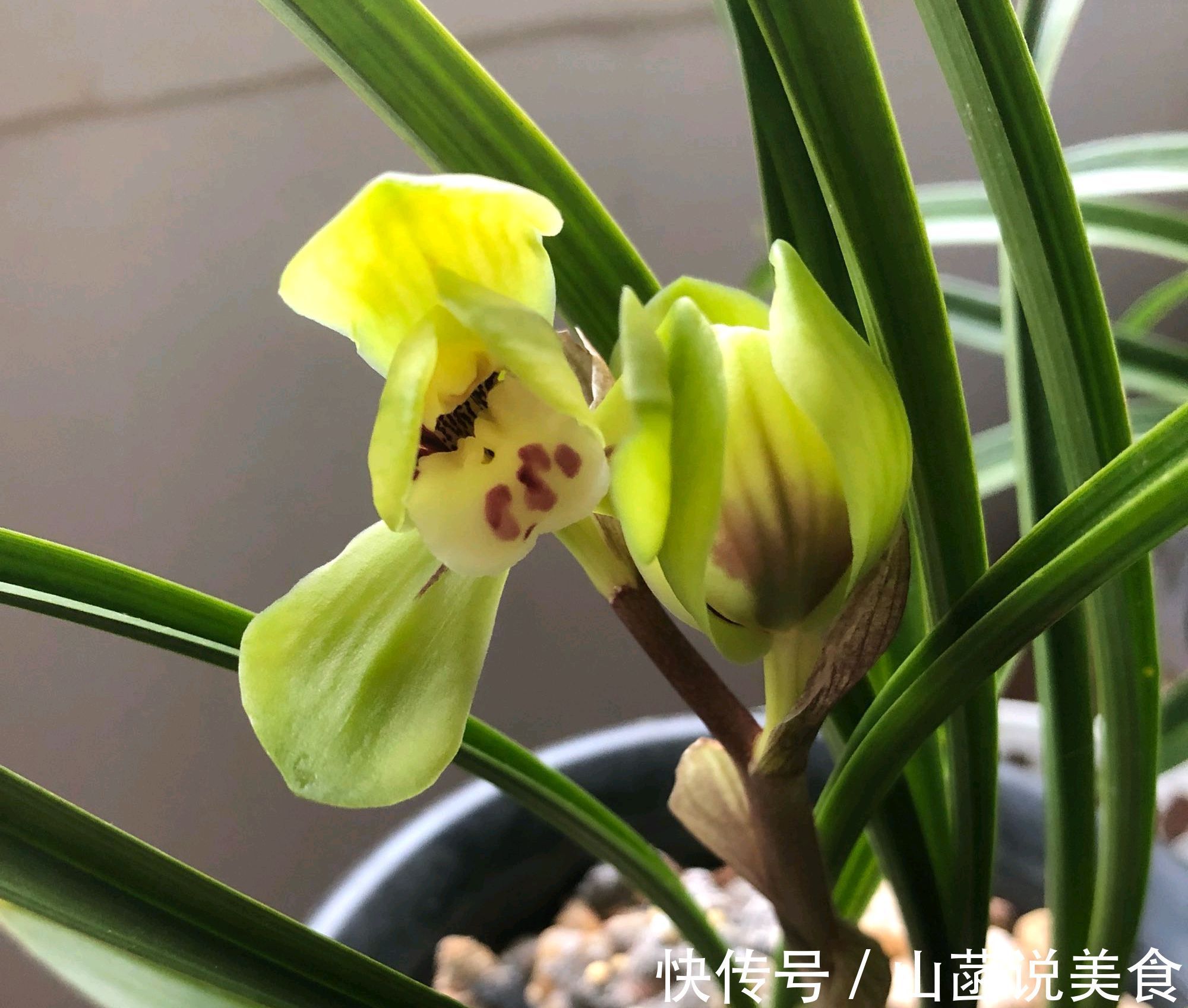 春兰的花芽在秋季破土成了超生游击队,太壮观了,只需2个神操作