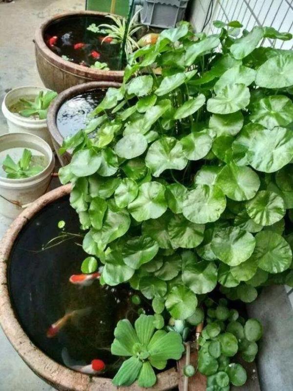 喜欢养花的朋友,几个臭毛病,出门变得贼溜溜,看你有没有