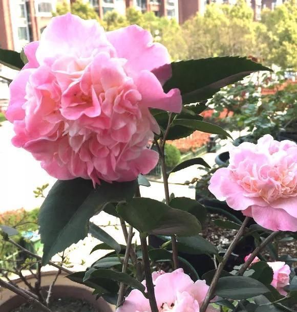 浇水|这3种花上档次,阳台养一盆,开花比香水还好闻