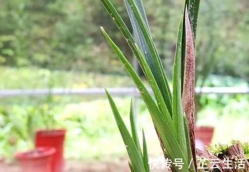 浇水|兰花浇水后,托盘中的剩水要清理吗?兰友:有意想不到的好处