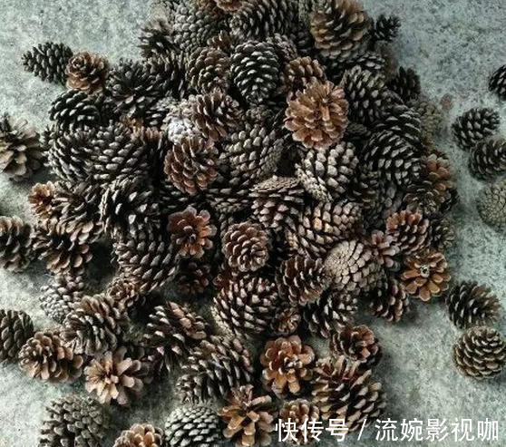 君子兰肥|君子兰肥到流油,长寿花开不断,原来他用了这个小方法!