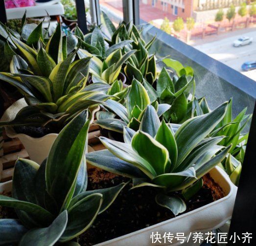 烂根|养花高手都嫌虎皮兰好养费盆,新手却养不好,因为2点操作不一样