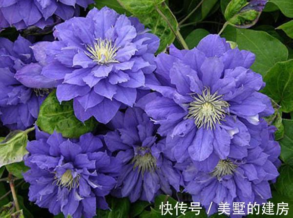 铁线|从9月12日开始，家养此款花卉，个个美出状态，阳台变花园