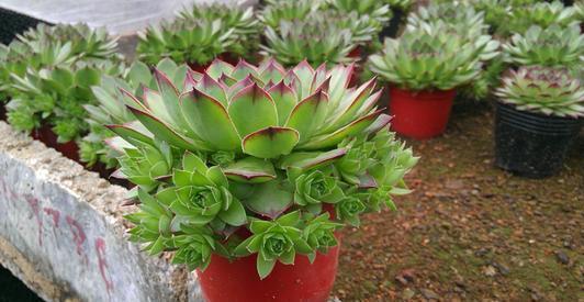 侧芽|养多肉观音莲,做好三件事,上色美冒新叶,憋出一圈侧芽