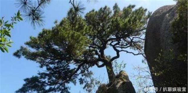 种在家中|古人云“五树进宅,人穷家败”,说的是哪5种树?