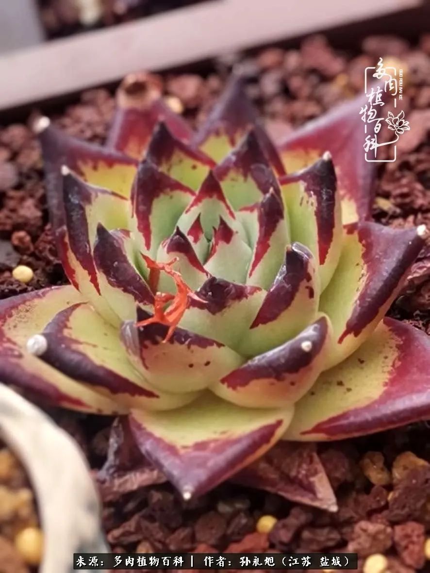 养多肉三年多九万里悟道，终归诗酒田园！