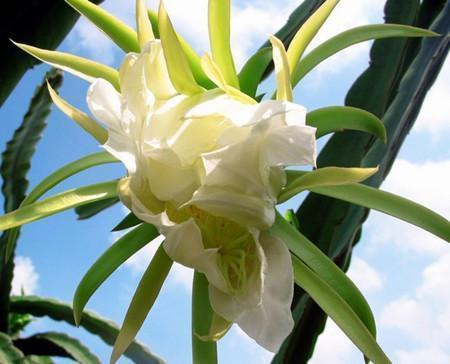 很丑的“1种花”,殊不知,它能“镇宅”,也有“旺运”的寓意!