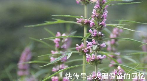 腰痛|十个女性九个腰痛，此物煮粥吃，腰不疼了，手不麻了，身体棒了！