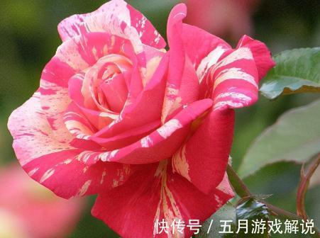 3款画家系列月季,你喜欢哪一款