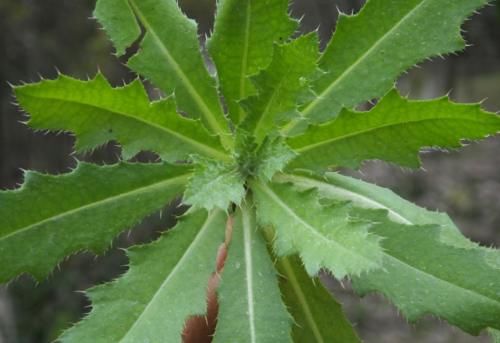 肿瘤|农村漫山遍野的刺儿菜，是抗肿瘤的中草药，学名小蓟