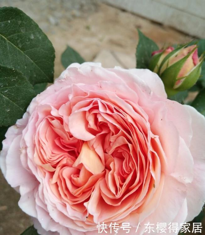 非常适合练手的4种藤本月季,长势强劲,开花量大,新手别错过