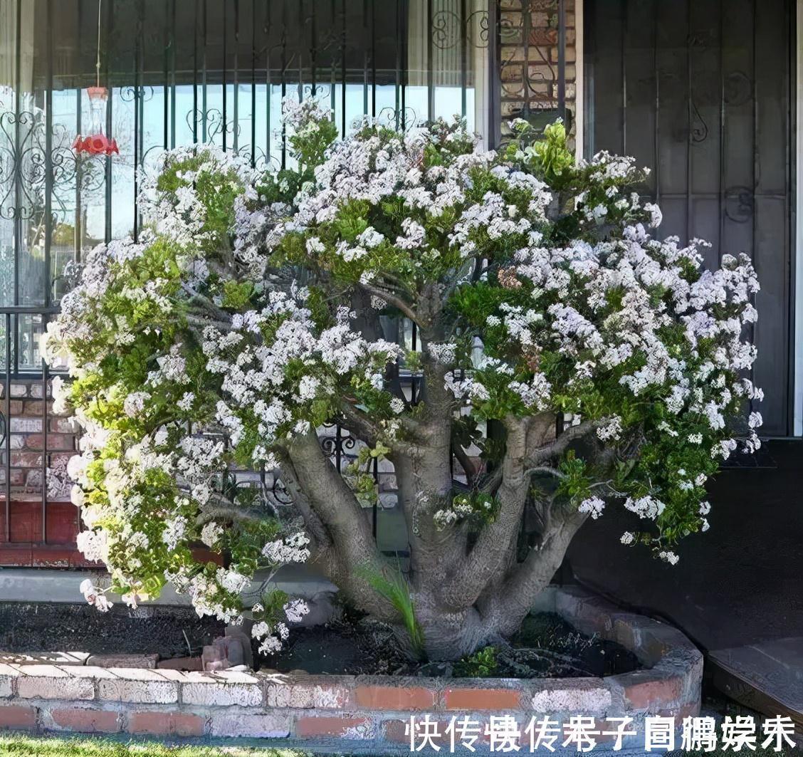 5种“长命花”,富贵又吉利,越养越值钱,赶紧养一盆做传家宝