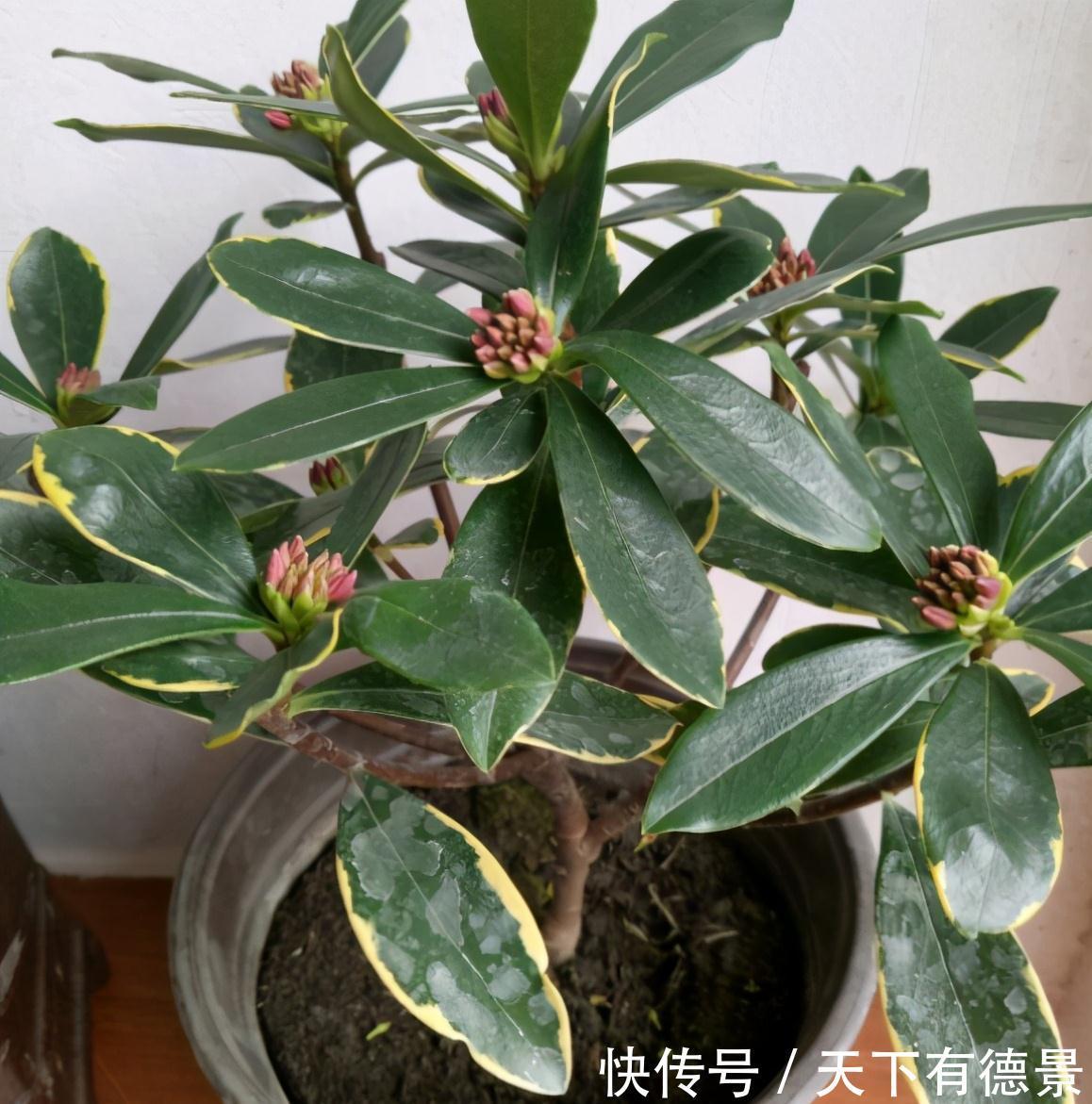 休眠|5种“漂亮花”,9月要多施肥,叶片杠杠厚,很快长花苞