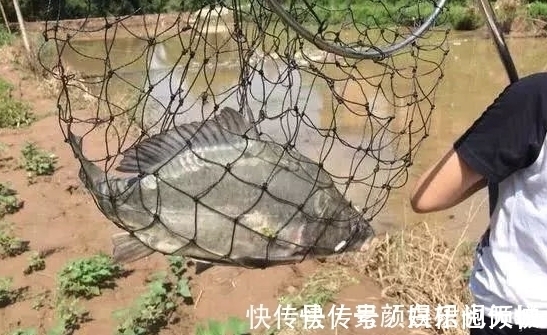 鱼塘|小伙钓鱼,大丰收,晚上妻子开心的打开鱼笼,瞬间给笼子甩的老远