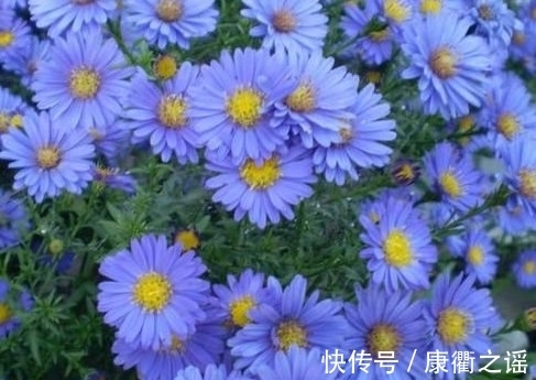 分株繁殖|农历十一月大雪过后,养什么花?家里养3种花,身体康健感谢有你