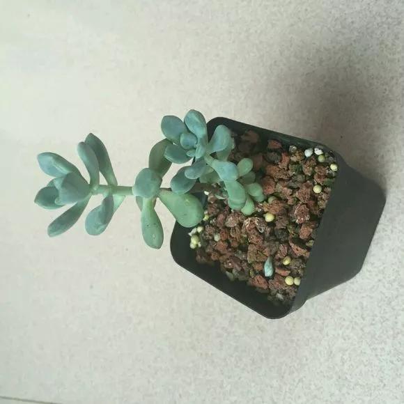 秋天|绿萝君子兰烂心叶黄,“剃个头”新芽直冒,呼呼爆盆!