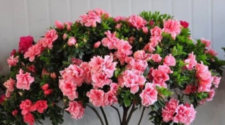 花中皇后|5种花开花最灿烂，全年开花不停，花色艳丽，花开枝繁叶茂