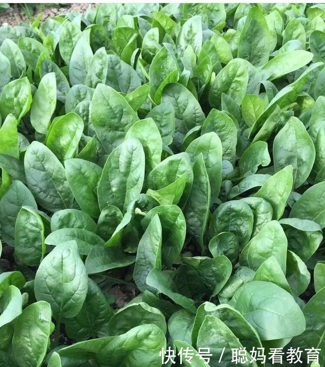 需要焯水的蔬菜,焯一下口感更好,脆嫩好吃颜色漂亮