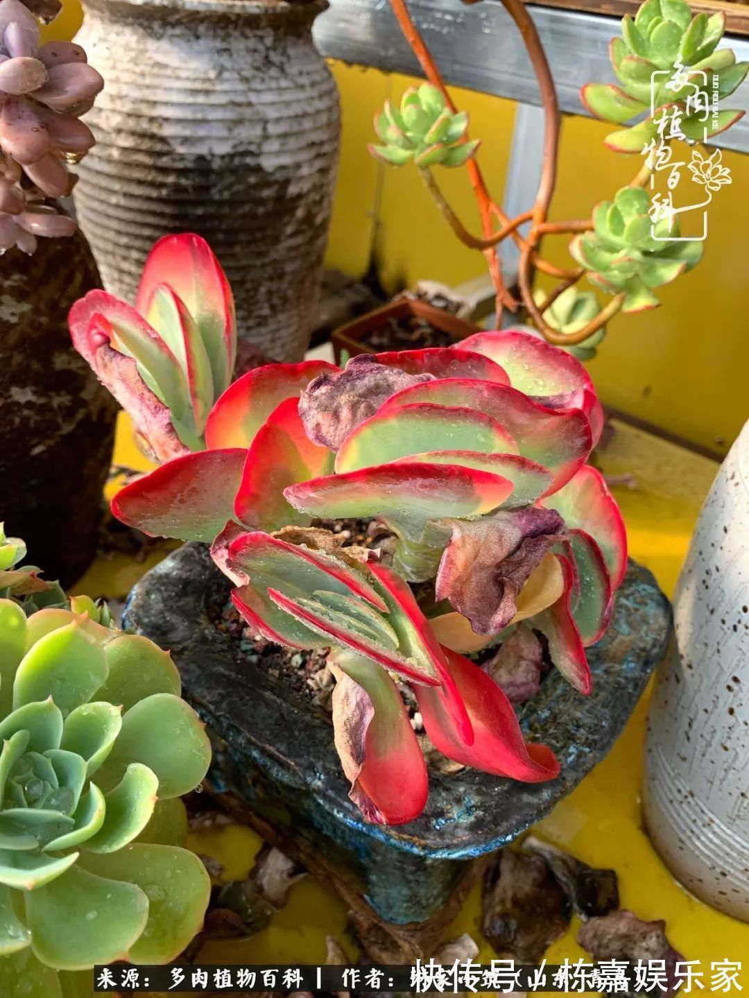大棚|多肉住进暖棚,坦然越冬,放肆浇水,这个冬天有点甜!