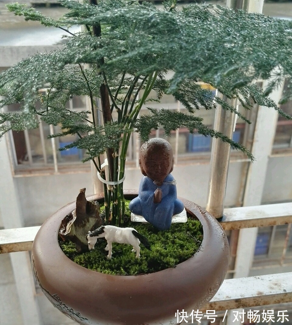 养文竹“浇水”要小心,注意3个小方法,不黄叶、不烂根,蹭蹭长