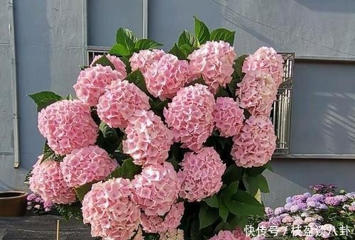 绣球花|绣球长出花苞有“三怕”,难怪黄叶不开花,现在纠正还不晚