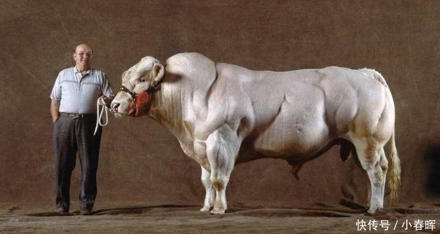 动物|天天举铁训练,肌肉还不大为何动物不运动肌肉发达程度远超人类