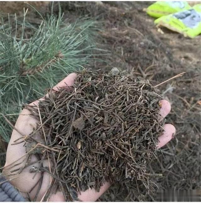 秋天养花不用买土,这种“免费土”,一分钱不花,一挖一麻袋