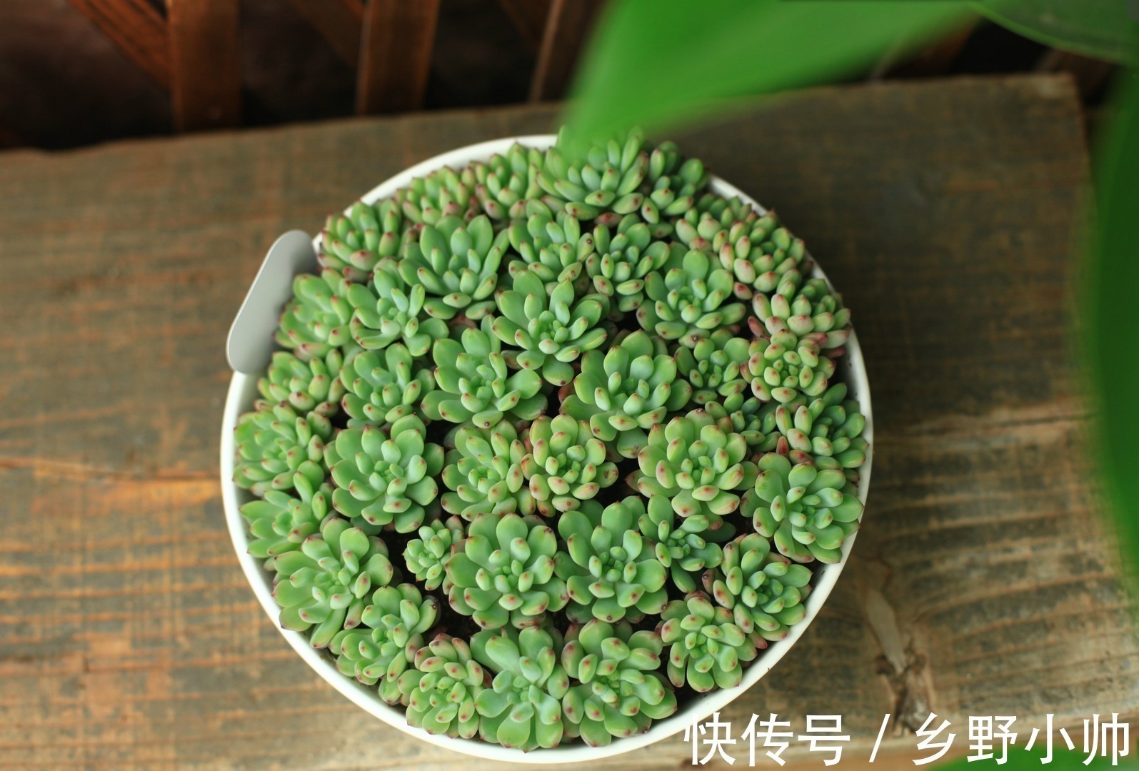 别的多肉都肥嘟嘟胖乎乎的,这些薄叶多肉也很美,看看你养了几种