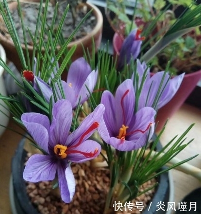 这几种盆栽遇土就活,虫病不染,懂花人都在养,花开满园